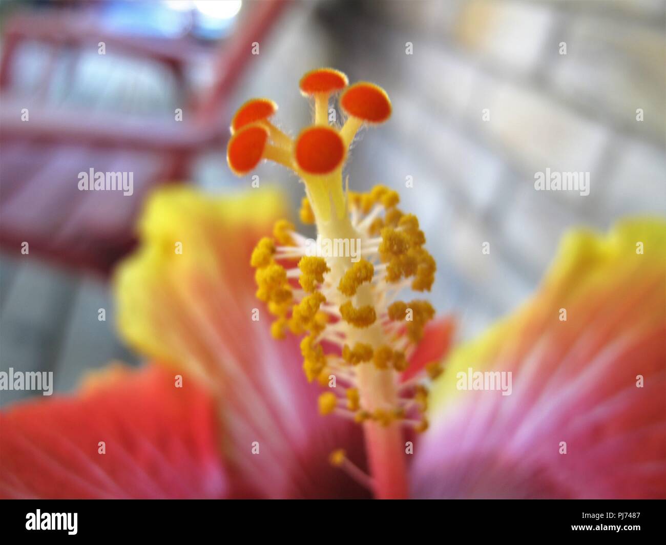 Nahaufnahme der Staubgefäße der Hibiskus Blume Stockfoto