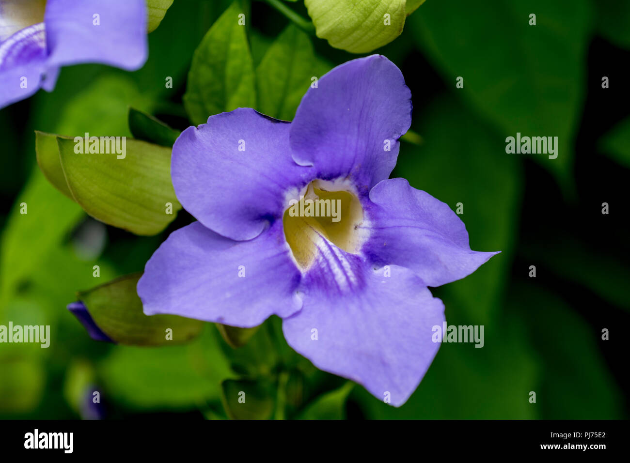 Reben mit Blumen Stockfoto