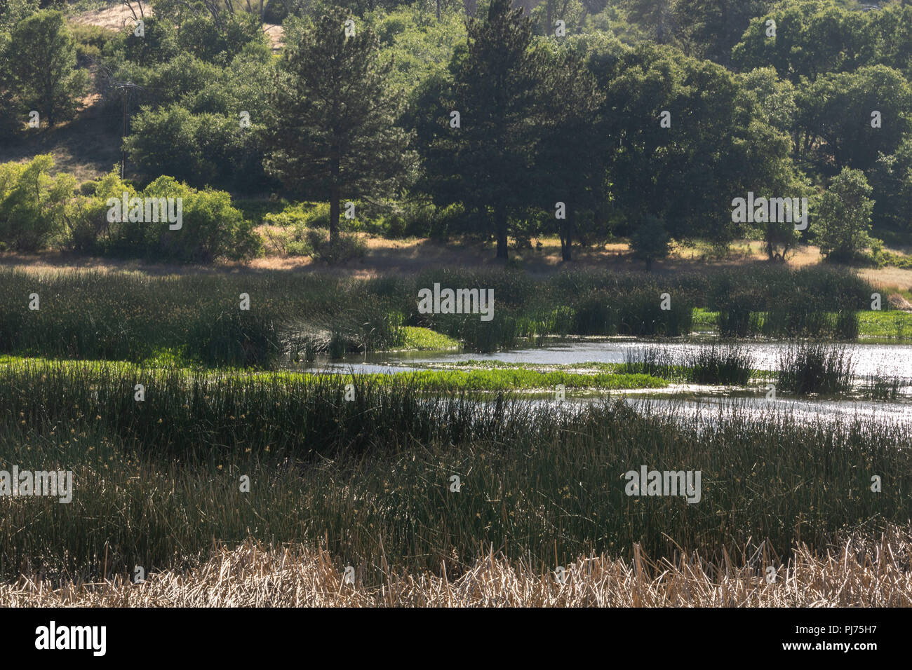 See von Wald von Eichen und Kiefern und grünen aquatische Gräser, im See Cuyamaca State Park, San Diego County, Kalifornien Stockfoto
