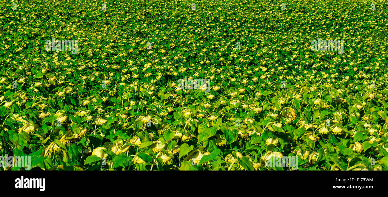 Sonnenblumen Feld Perspektive Muster Stockfoto