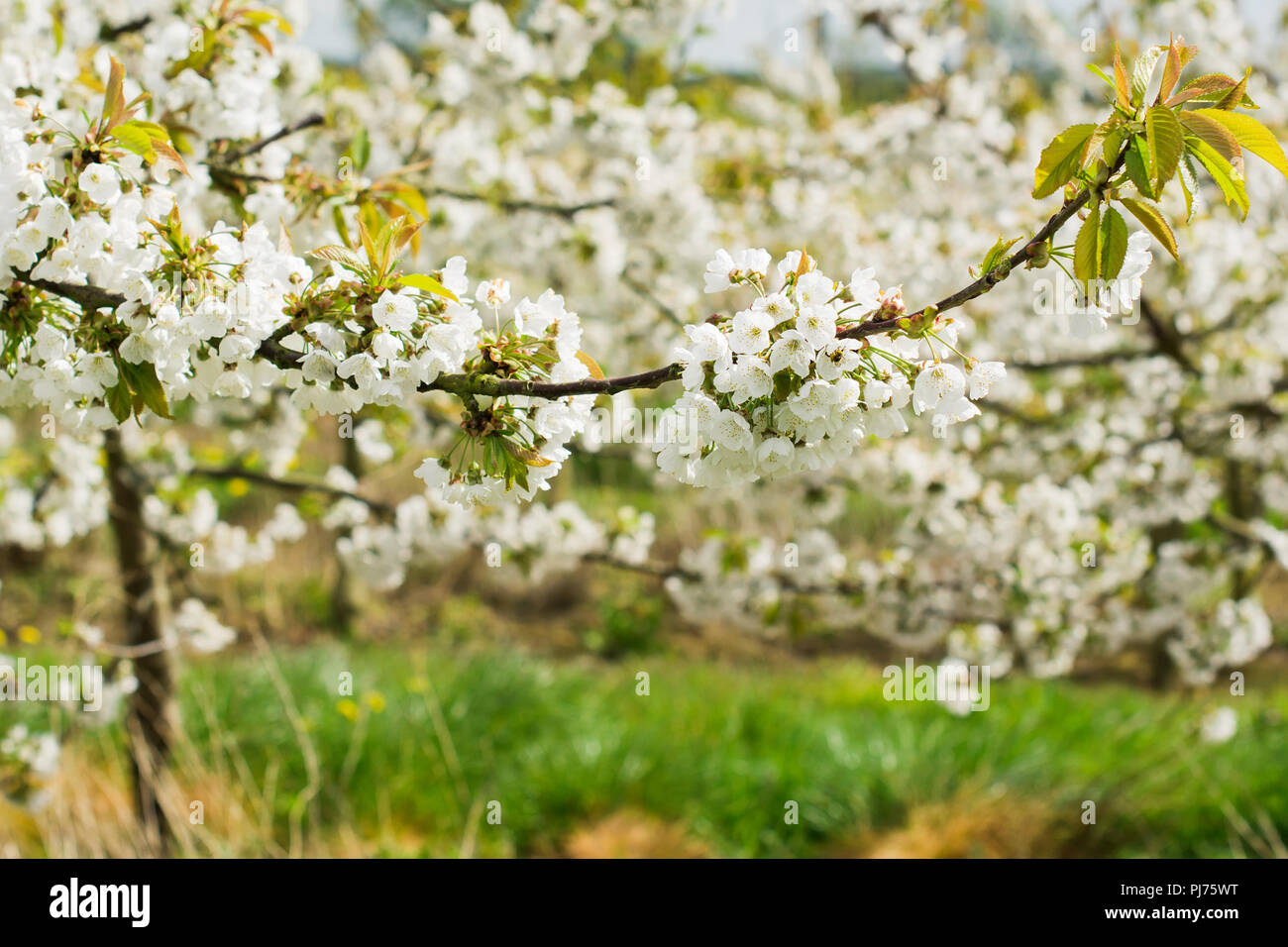 Schöne weiße Blüten von Kirschbäumen im Obstgarten, Sussex, England, selektiven Fokus Stockfoto