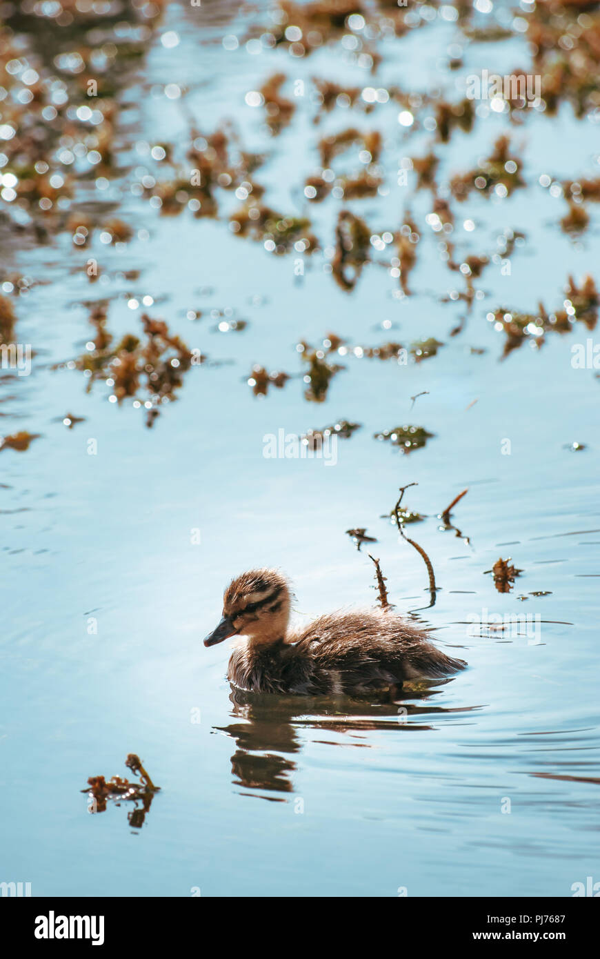 Little Baby Mallard Entlein, Schwimmen, allein durch den sonnendurchfluteten, funkelnden Teich Wasser. Marine Pflanzen in Soft Focus Hintergrund. Stockfoto