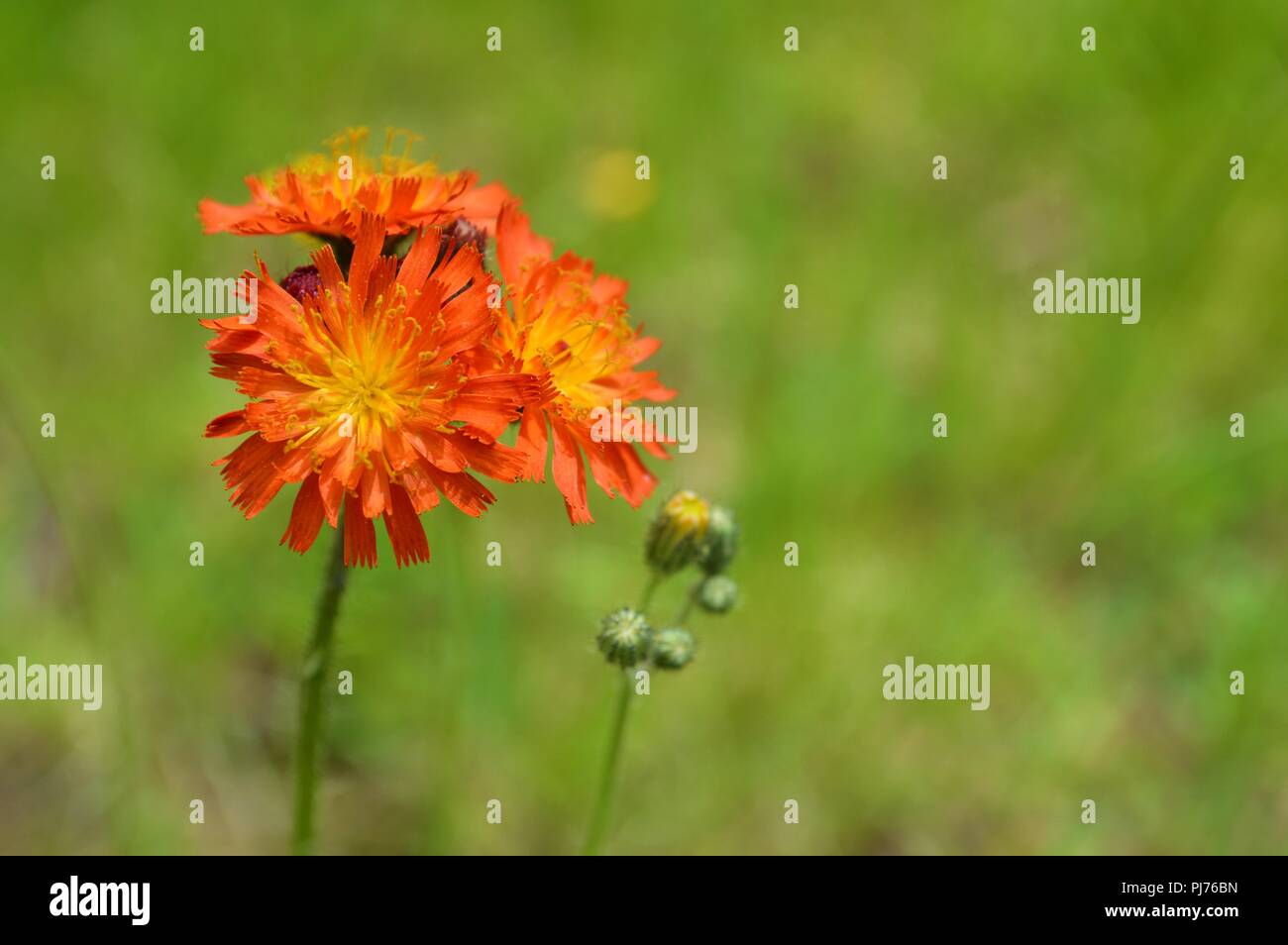Natur Fotografie aus dem Norden der USA Stockfoto