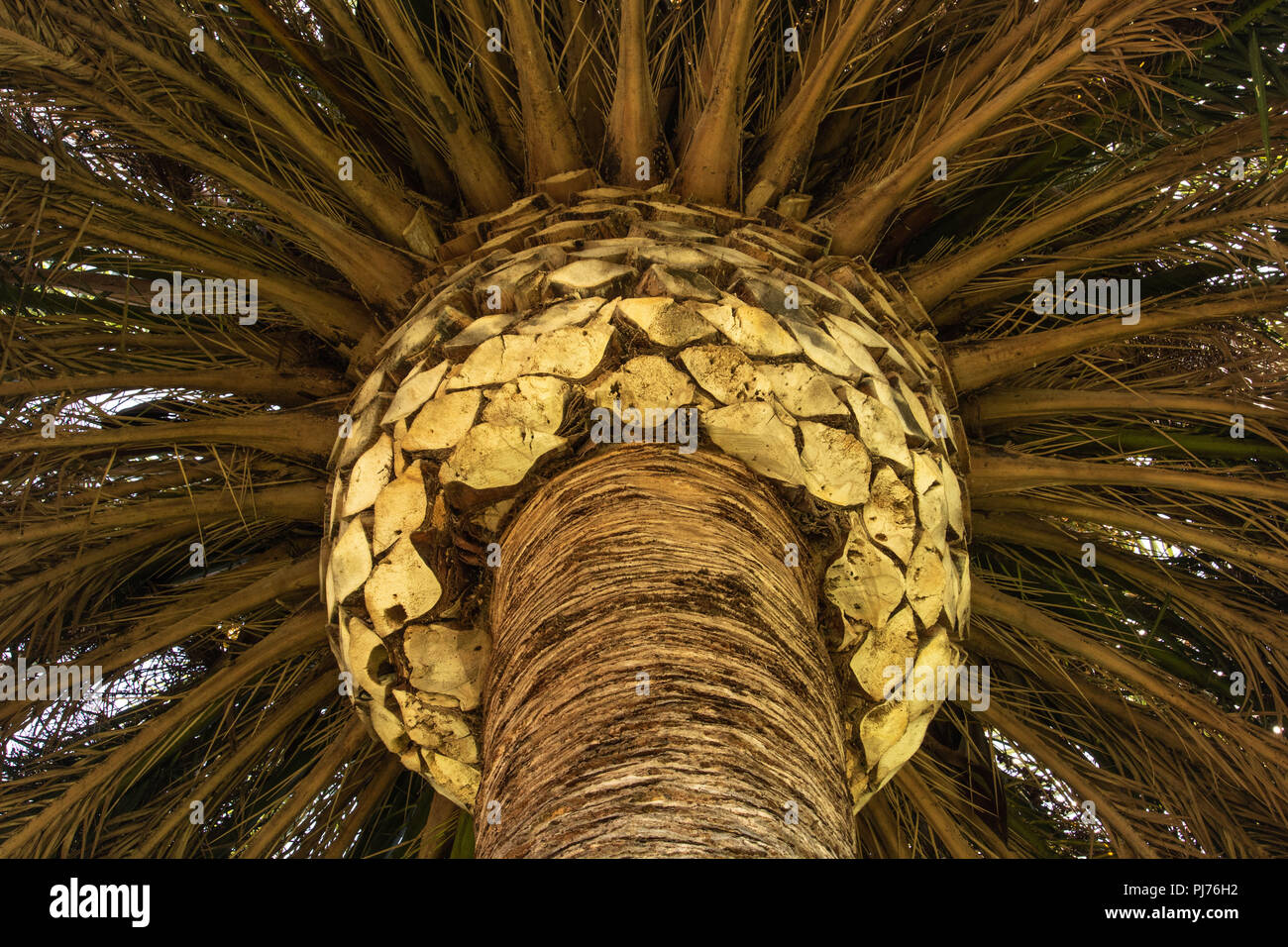 Palm Tree detail, bis suchen, abstrakte Element der Gestaltung der Stamm und die Zweige für backgrond oder Textur Stockfoto