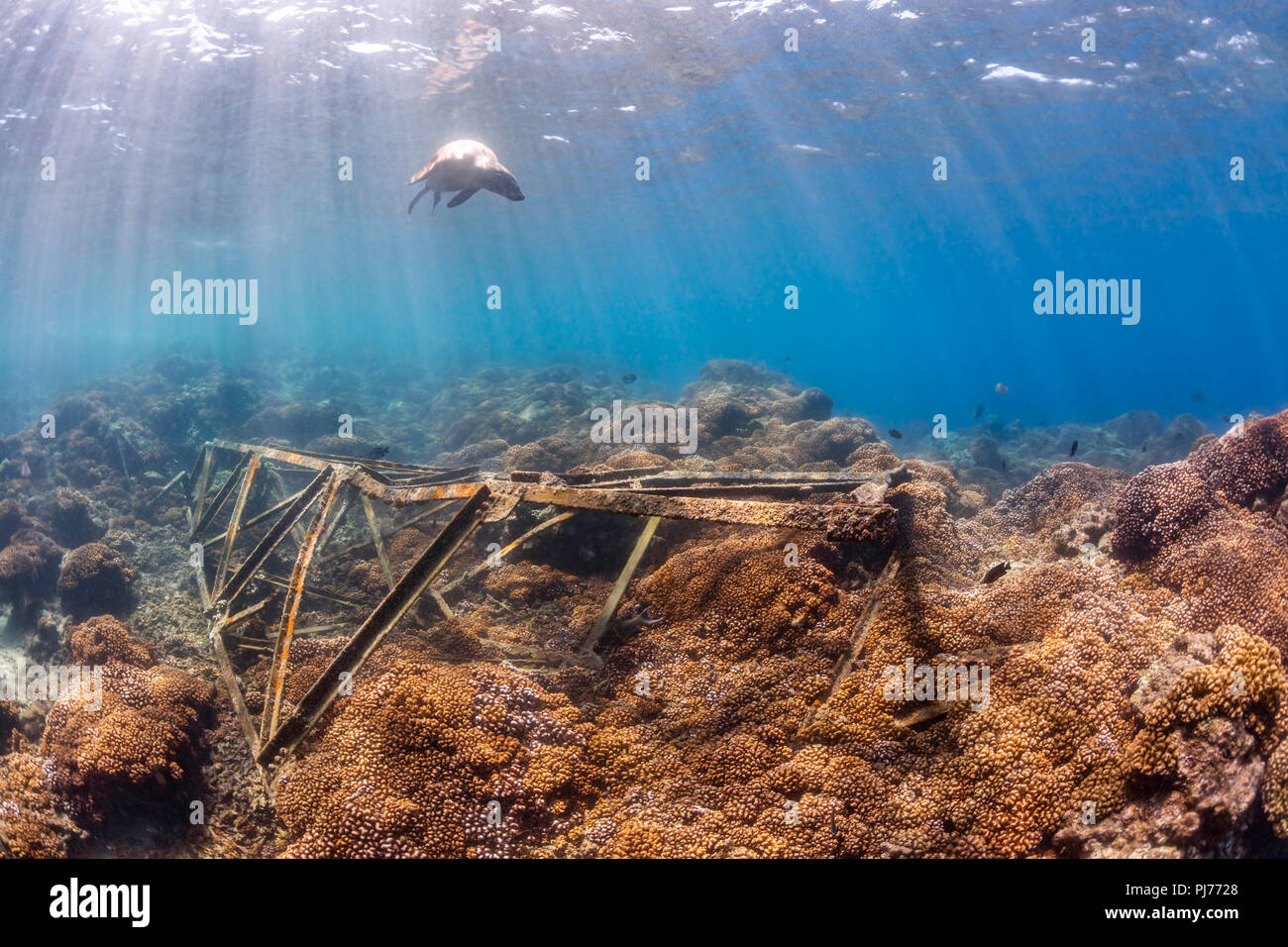 California Sea Lion in San Rafaelito, La Paz, Meer von Cortez Stockfoto