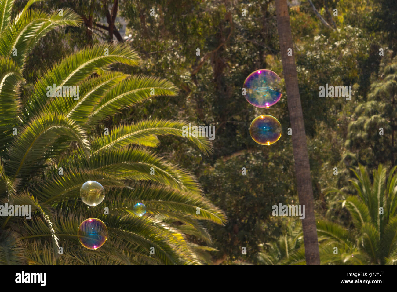 Nahaufnahme des bunten Blasen floating im Hintergrund der Bäume mit Reflexionen in Bubble Stockfoto