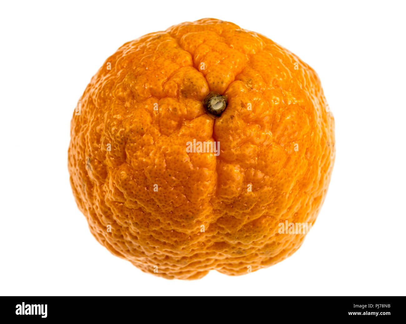 Gold Nugget ist ein Mandarin Vielzahl, mittelgroß, Oblaten in Form mit einem Holprigen orange Rinde. Das Fleisch ist hell orange, fein strukturiertem, und kernlose. Stockfoto