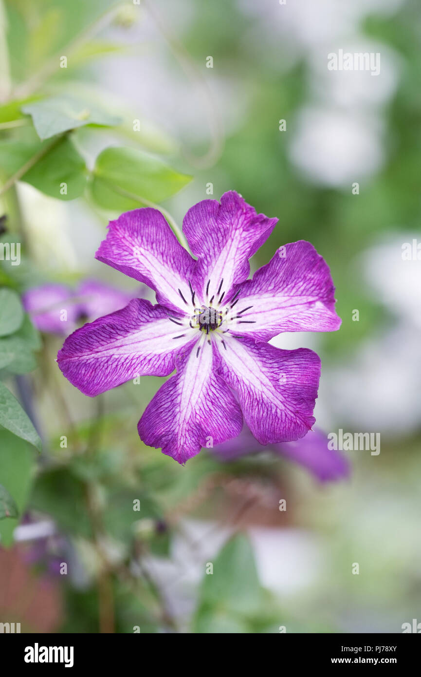 Die Clematis Comtesse de Bouchaud upernova' Blume. Stockfoto