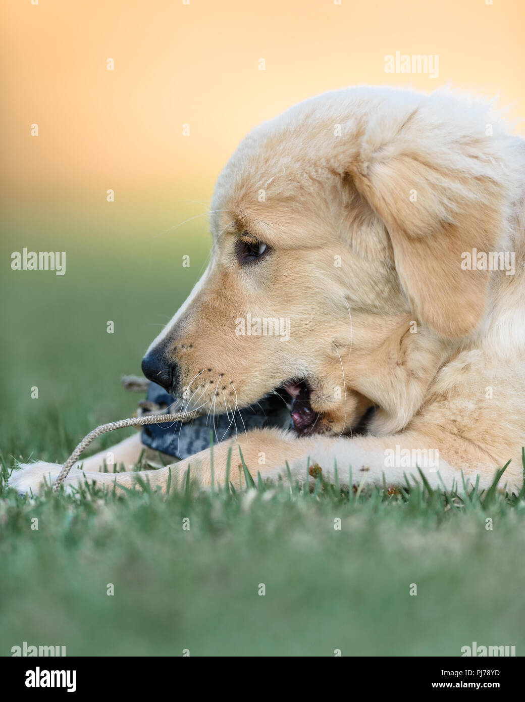 Huntington Beach, CA. Vier Monate alten Golden Retriever Welpen spielen im Park Huntington Beach, CA am 23 August, 2018 holen. Credit: Benjamin Ginsb Stockfoto