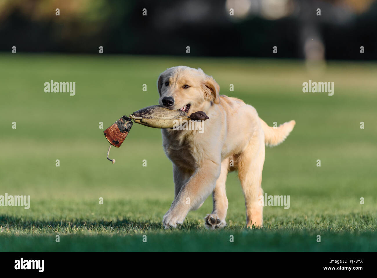 Huntington Beach, CA. Vier Monate alten Golden Retriever Welpen spielen im Park Huntington Beach, CA am 23 August, 2018 holen. Credit: Benjamin Ginsb Stockfoto