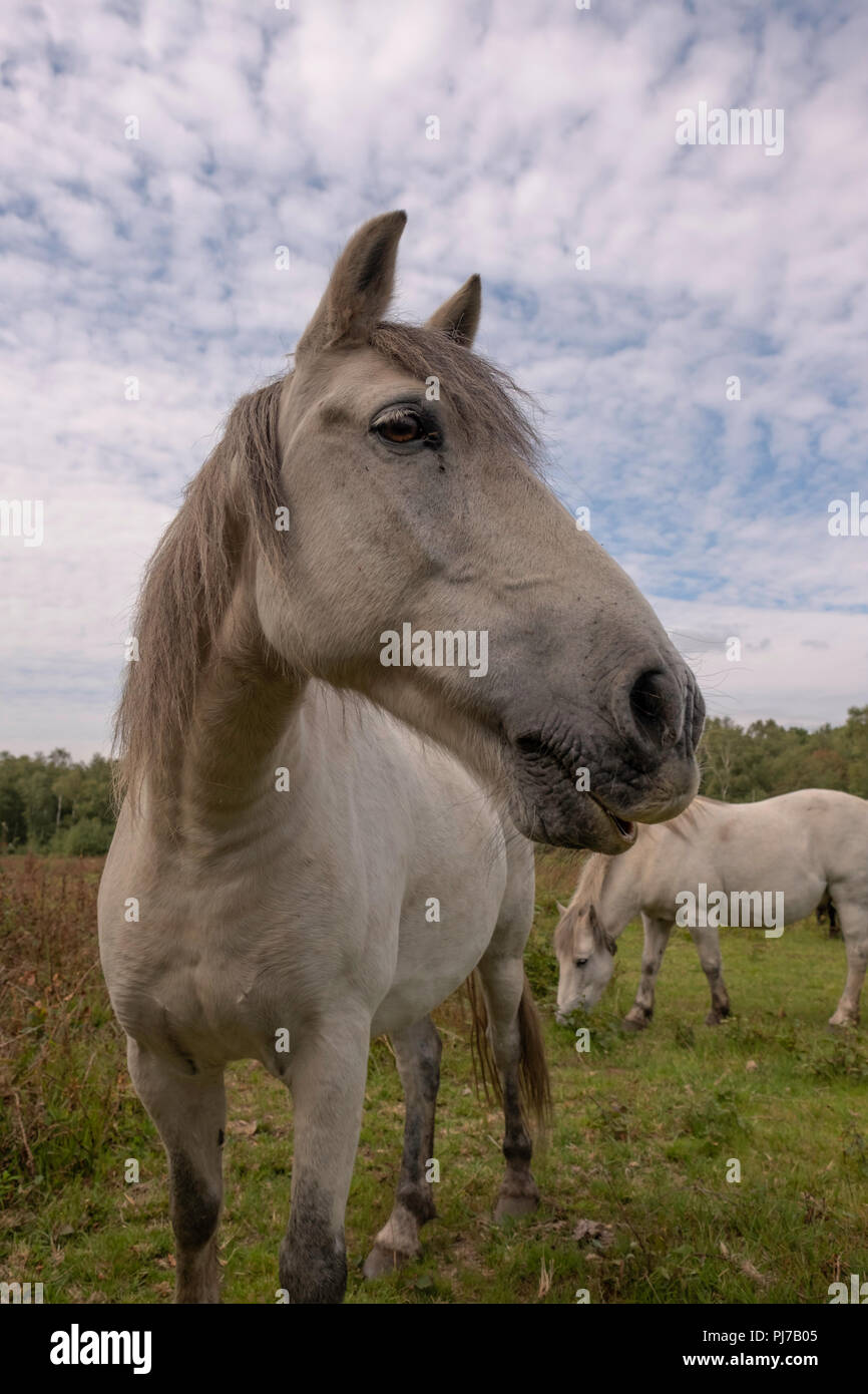 Dartmoor Pony Beweidung auf litcham Gemeinsame, Litcham, Kings Lynn, Norfolk, Großbritannien Stockfoto