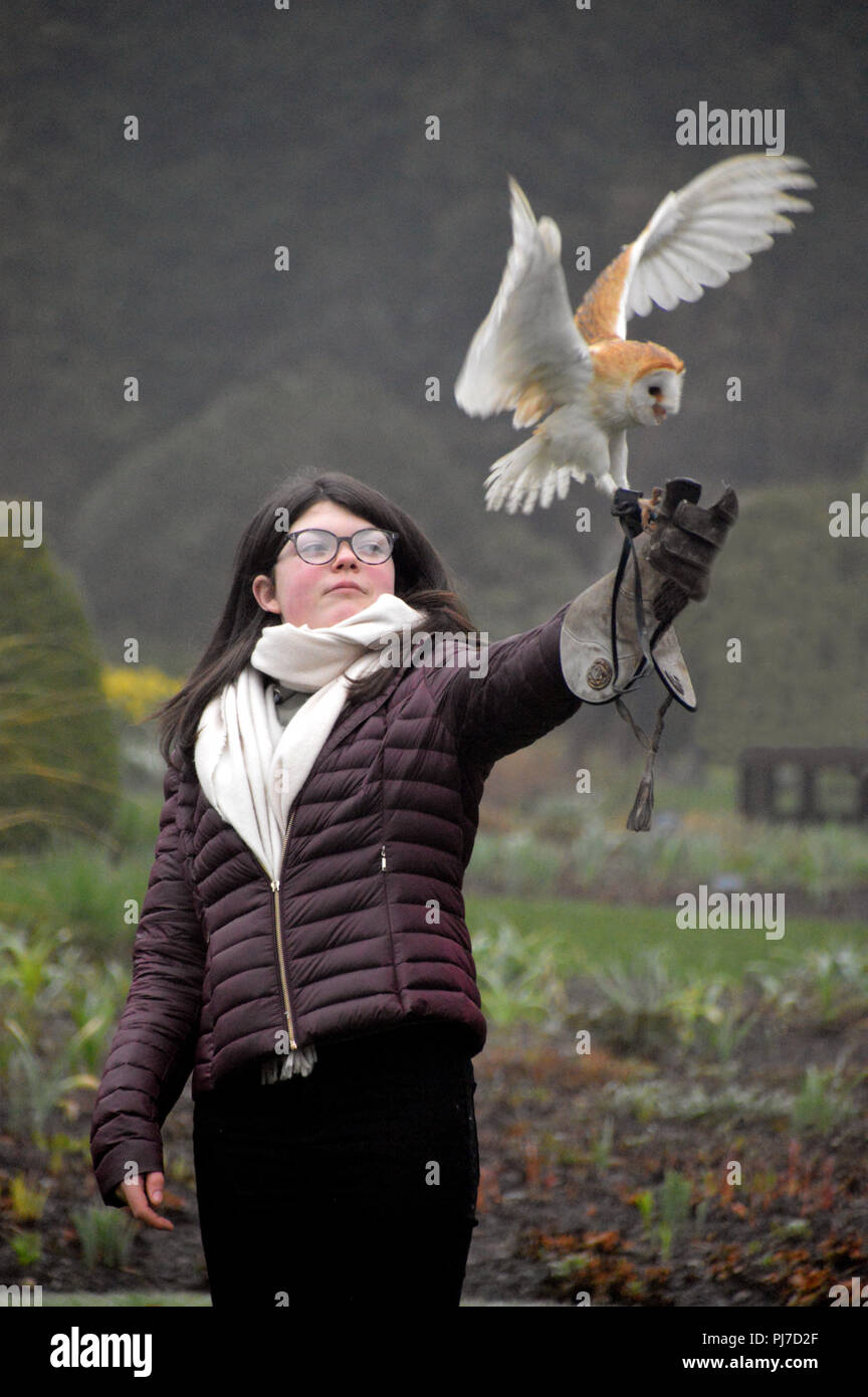 Junges Mädchen mit einer Schleiereule Tyto alba'' Landung auf ihre Hand, während ein Vogel von Beten Anzeige an RHS Garden Harlow Carr, Harrogate, Yorkshire. England, Großbritannien Stockfoto