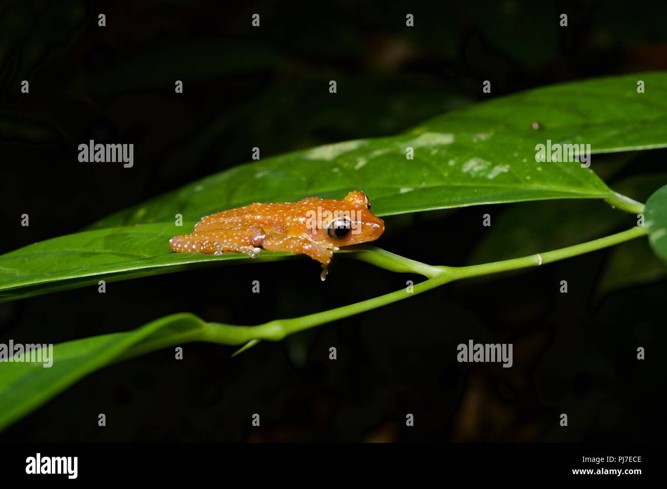 Ein Zimt Frosch (Nyctixalus pictus) gebückt nach unten auf ein Blatt im Regenwald am Gunung Gading Nationalpark, Sarawak, Malaysia, Borneo Stockfoto