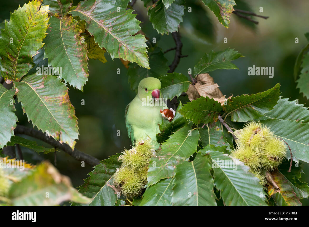 Ring Necked Parakeet; Psittacula krameri Single Essen Sweet Chestnut London, UK Stockfoto