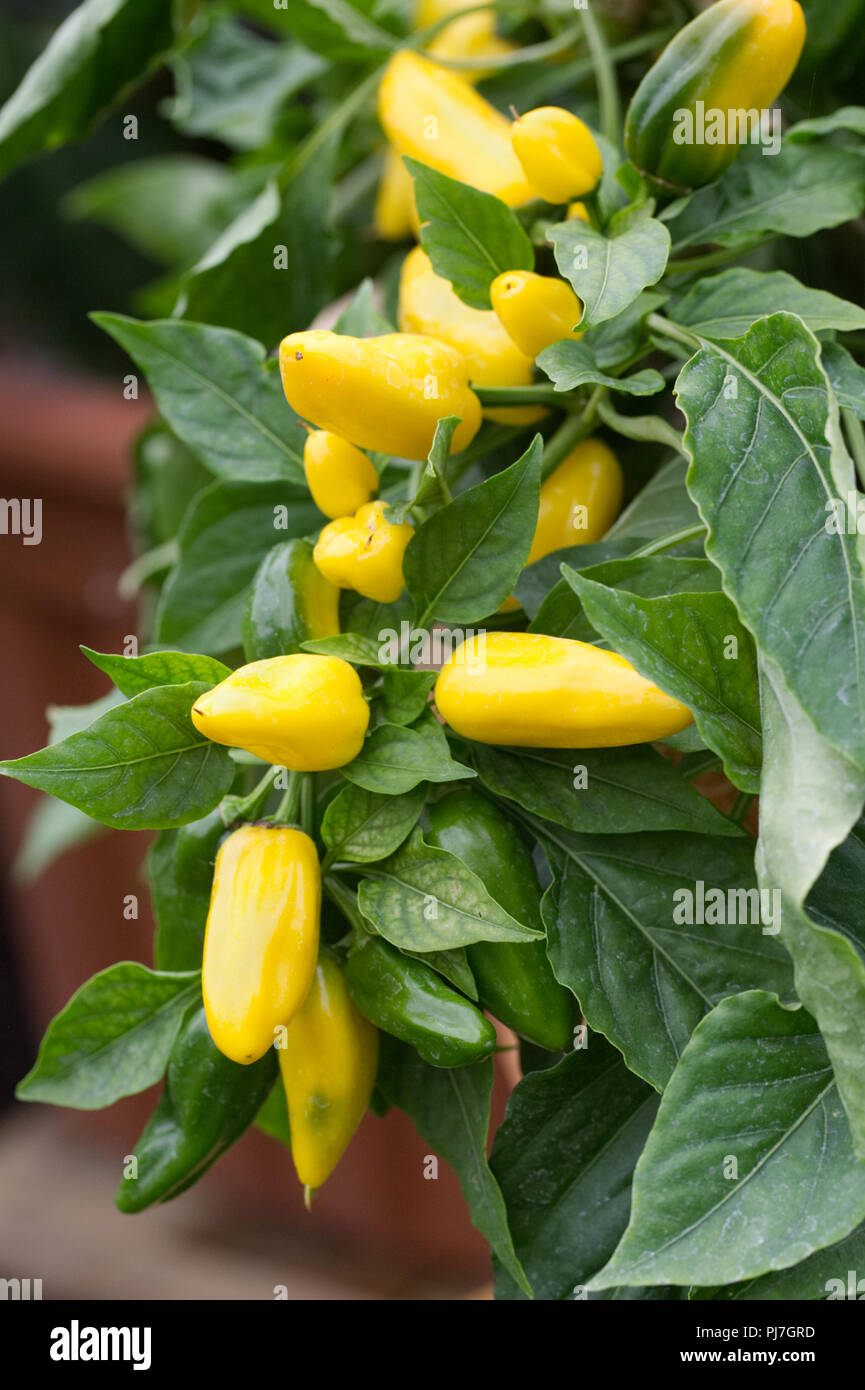 Capsicum annuum. Pepper's Sweet Lemon Dream' Frucht. Stockfoto