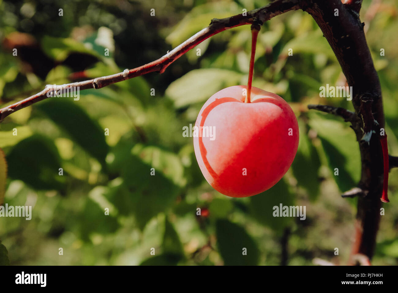 Frische reife Pflaumen Früchte auf Zweig. Stockfoto