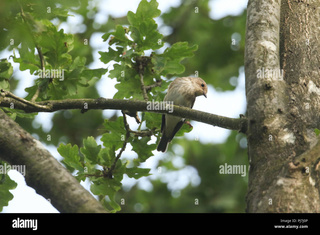 Eine schöne Gefleckte Schopftyrann (Muscicapa Striata) hocken auf einem Zweig einer Eiche. Stockfoto