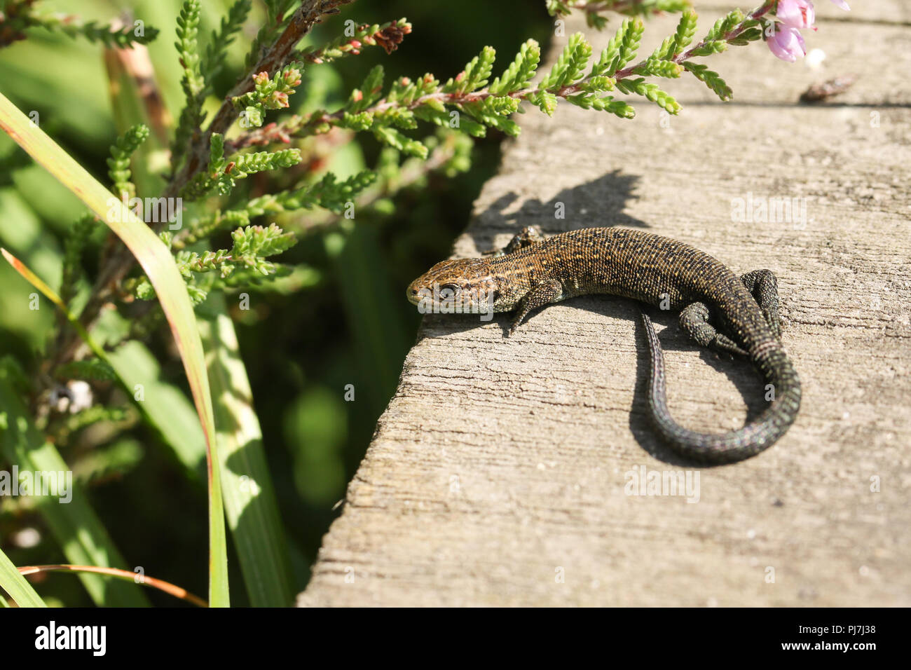 Ein niedliches Baby gemeinsame Eidechsen (Lacerta Zootoca Vivipara) die Größe einer kleinen Wurm Erwärmung auf einem Holzsteg. Stockfoto