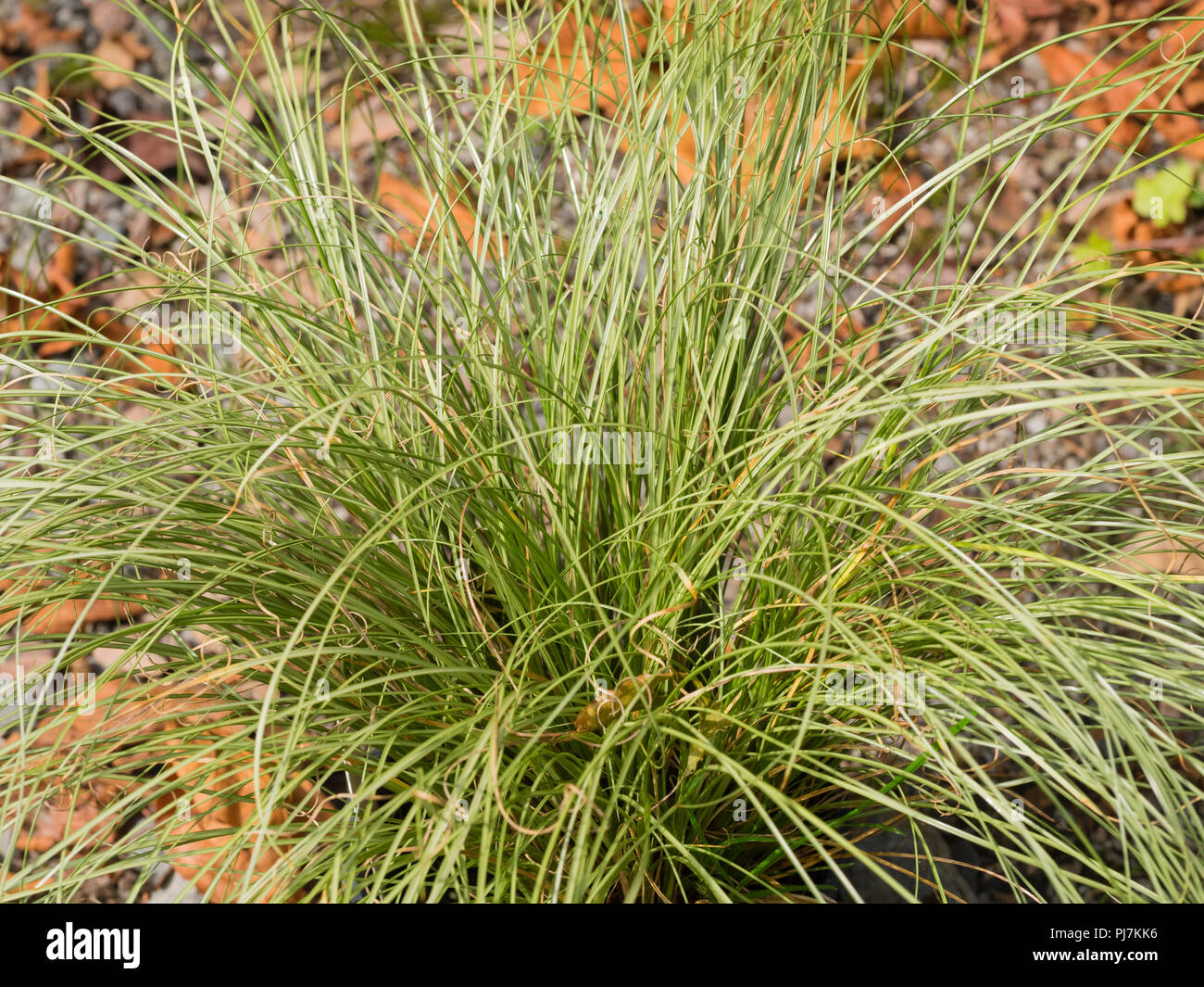 Mounding Gewohnheit und Silbrig grün, Gras wie Laub der Hardy Segge, Frosted Carex comans 'Locken' Stockfoto