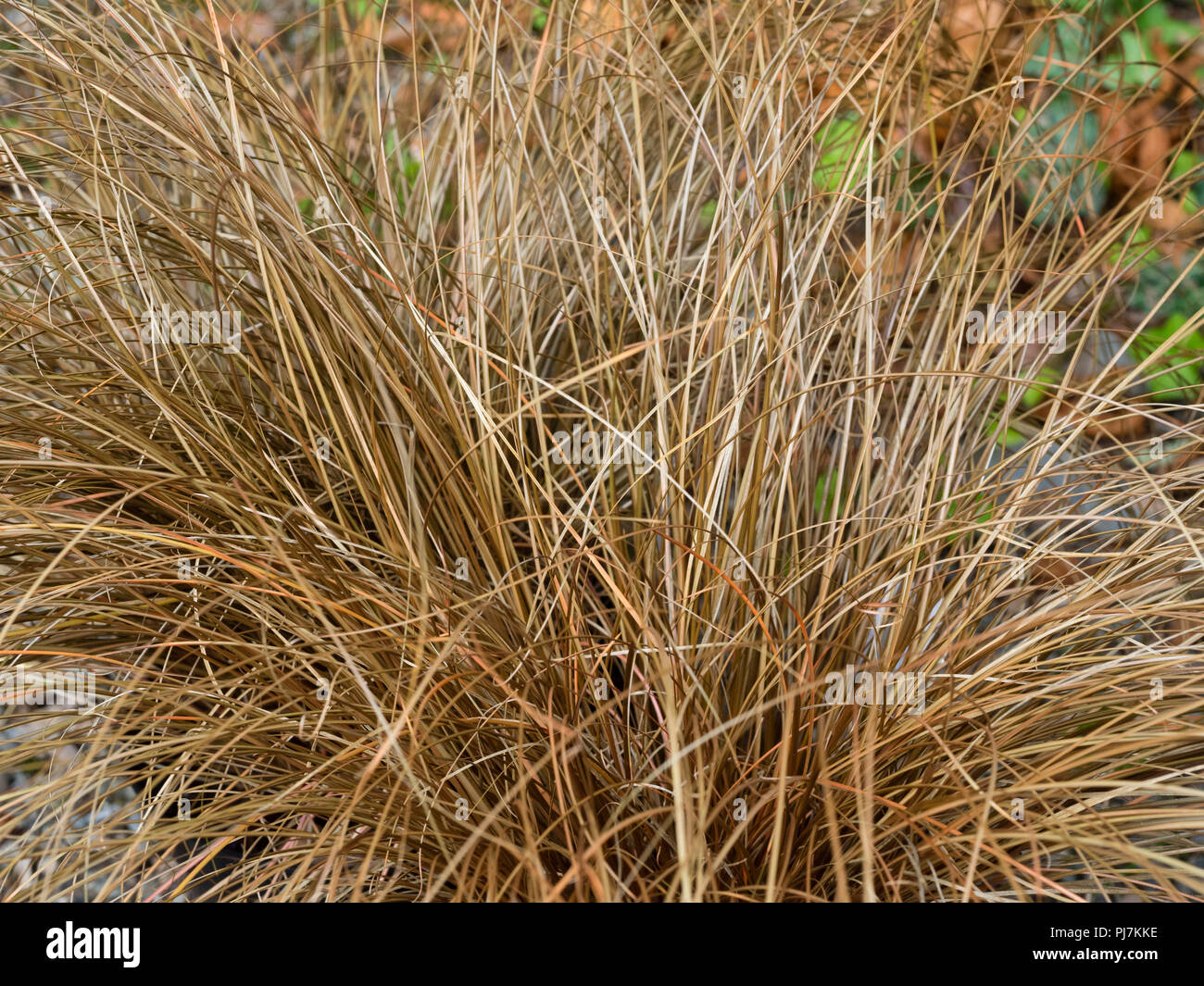 Schmale bronze Laub der Evergreen, Damm bilden, weinen braune Segge, Carex flagellifera Stockfoto