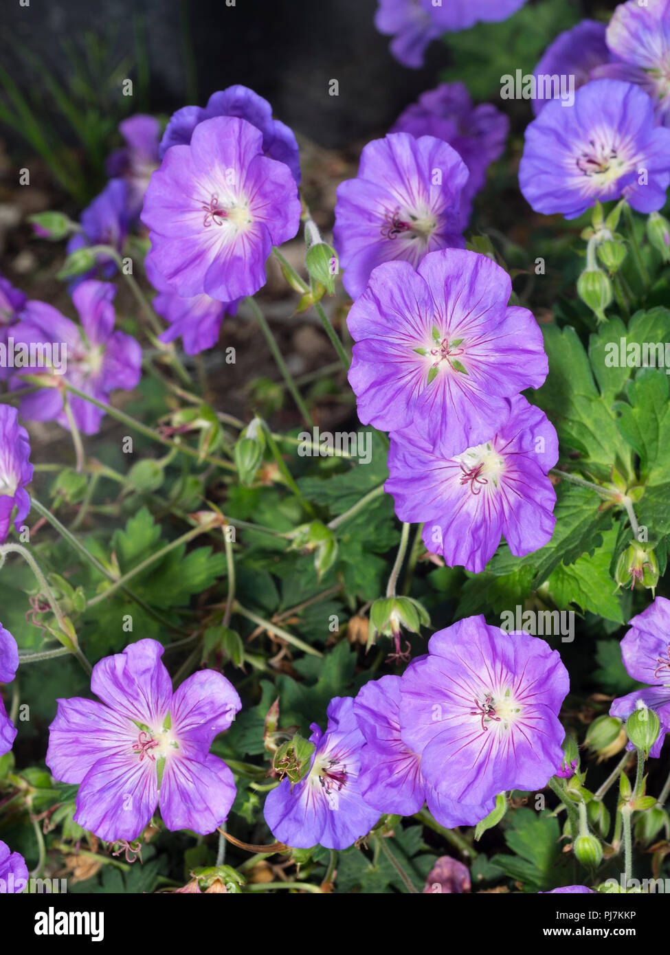 Blaue Blumen der immerwährenden Hardy cranesbill, Geranium 'Azure Rush", werden ständig durch Sommer und in den Herbst durchgeführt Stockfoto