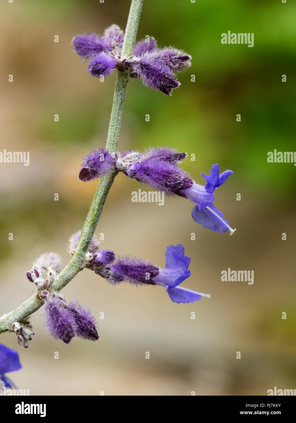 Nahaufnahme der Spätsommer blaue Blumen russischer Salbei Perovskia atriplicifolia 'Blue Spire' Stockfoto