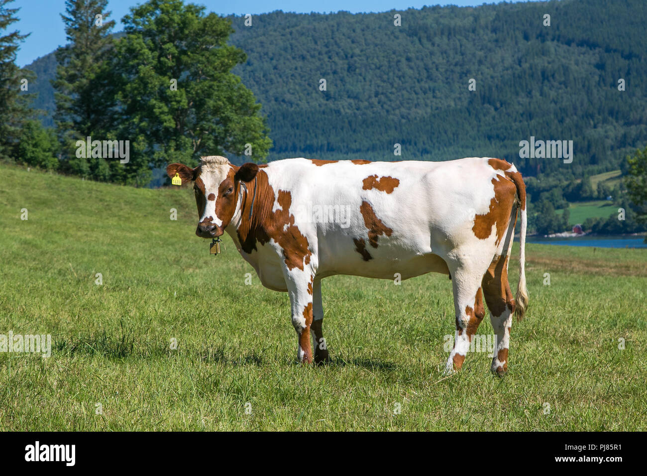 Schöne Kuh grasen auf dem Bauernhof Feld in Eidsbygda, Norwegen. Stockfoto