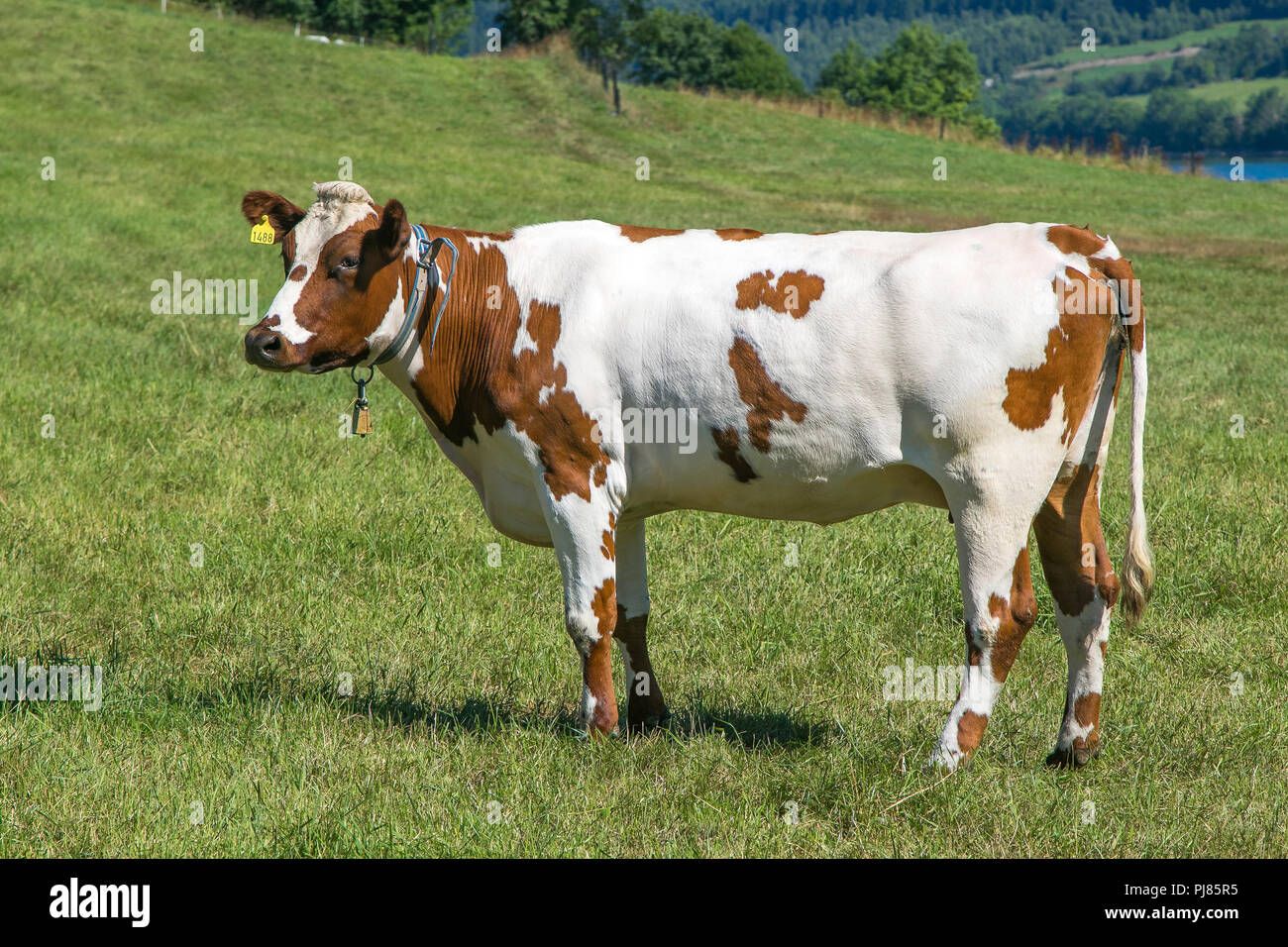 Schöne Kuh grasen auf dem Bauernhof Feld in Eidsbygda, Norwegen. Stockfoto