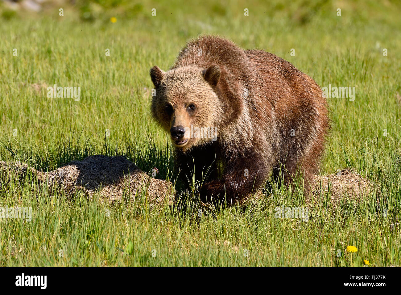 Ein junger Grizzly Bär Ursus arctos Stalking; mit einem Blick auf ihrem Gesicht zu Fuß vorwärts durch eine offene Wiese in ländlichen Alberta, Kanada. Stockfoto