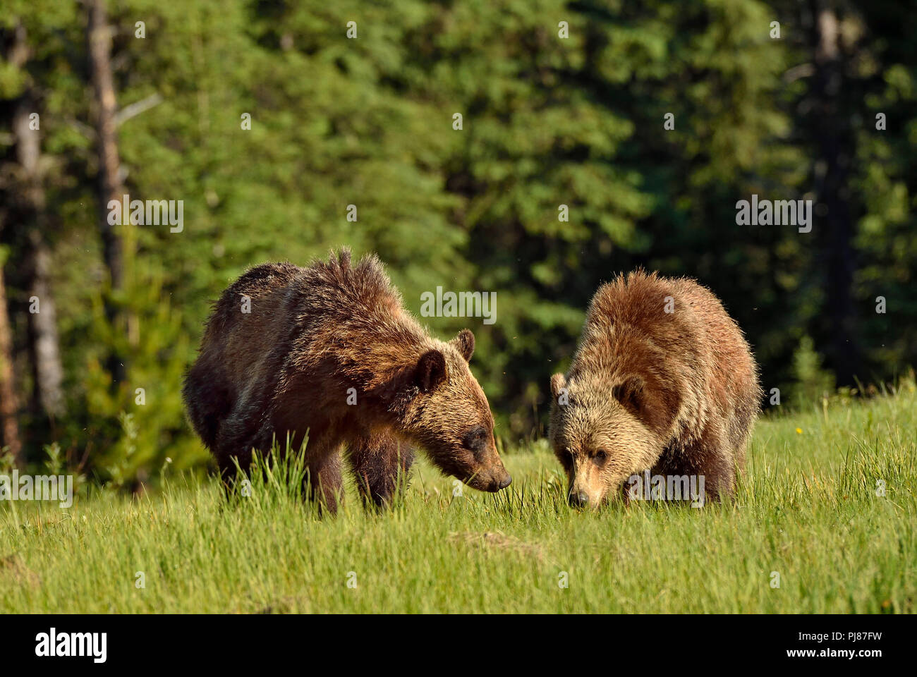 Eine Vorderansicht von zwei Jugendlichen grizzly Bären Ursus arctos; Nahrungssuche durch eine offene Wiese in ländlichen Alberta, Kanada. Stockfoto