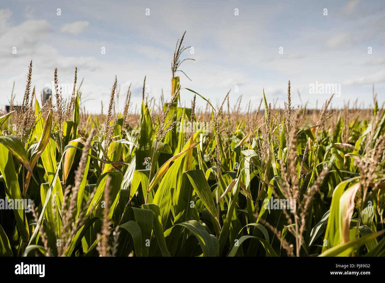 Mais Felder am Nachmittag gesehen, die Spitze der Pflanzen. Stockfoto