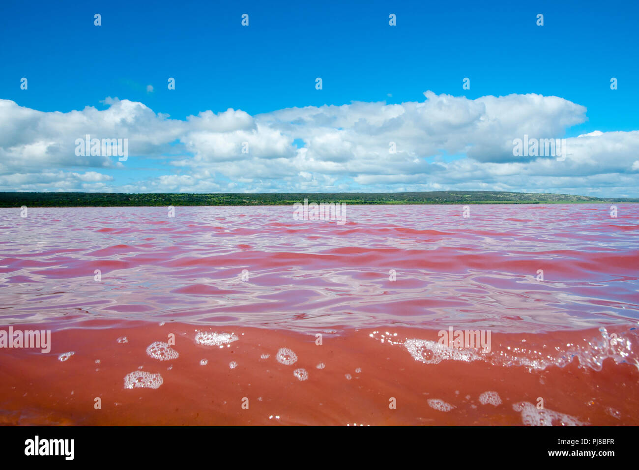 Hutt Lagoon Rosa See - Western Australia Stockfoto