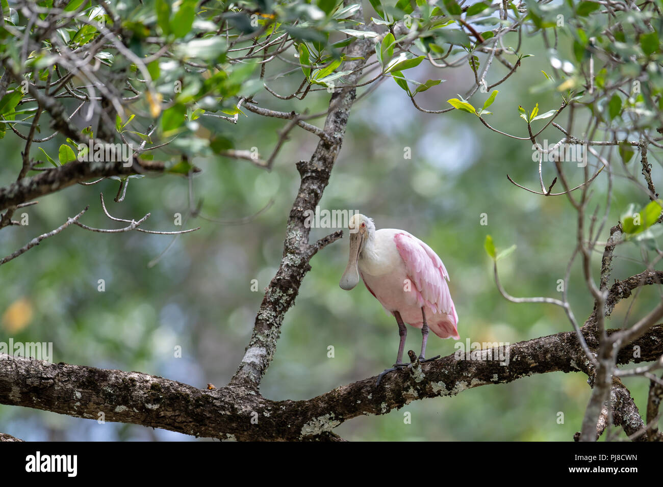 Rosalöffler (Platalea ajaja) in Costa Rica Stockfoto Rosalöffler (Platalea ajaja) in Costa Rica Stockfoto