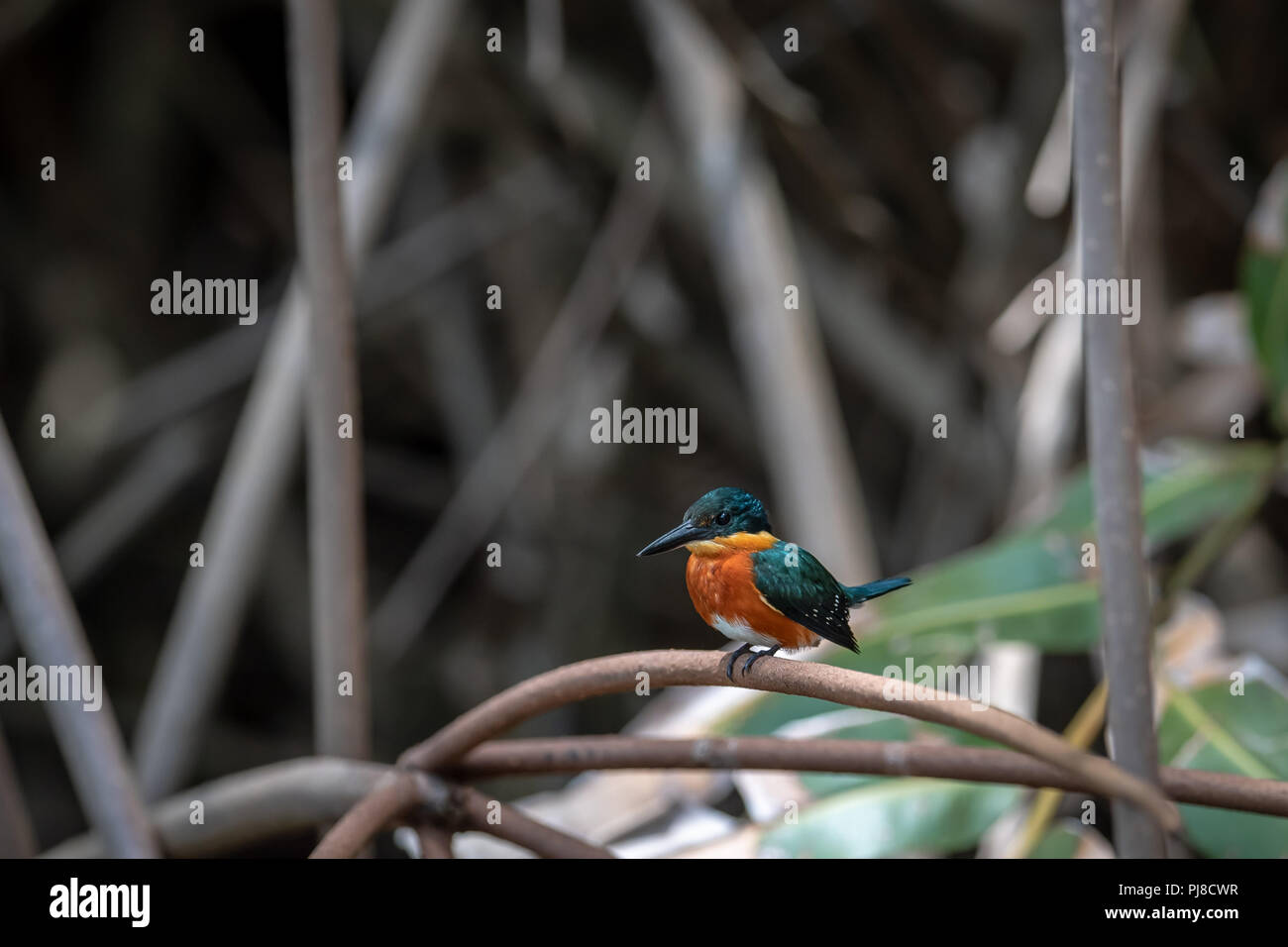 American Pygmy Kingisher (Chloroceryle aenea) in Costa Rica Stockfoto