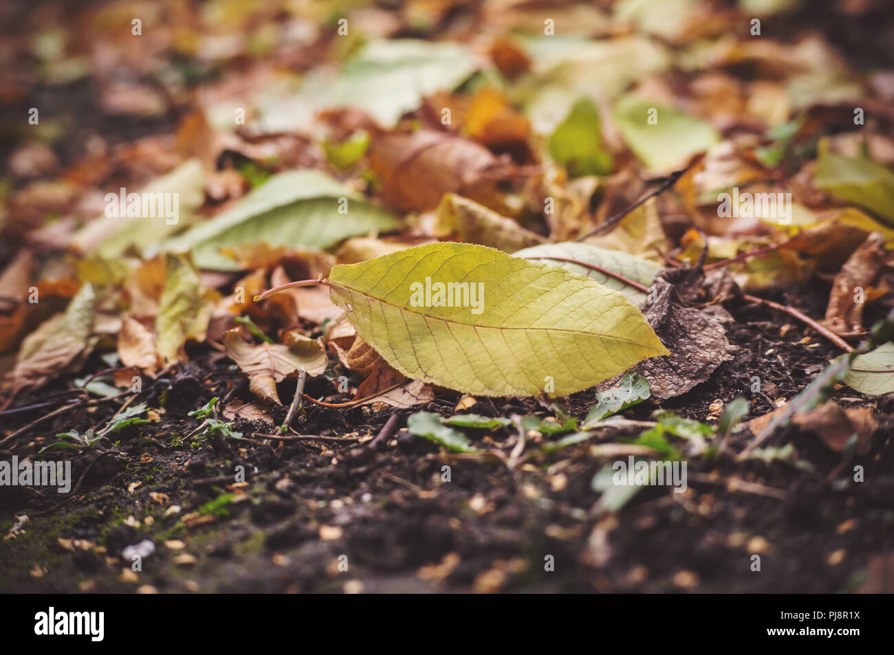 Trockene Blätter auf dem Rasen Boden in einem schönen Wald. Alte verdorrte Laub auf dem Boden. Trüben Herbst. Stockfoto