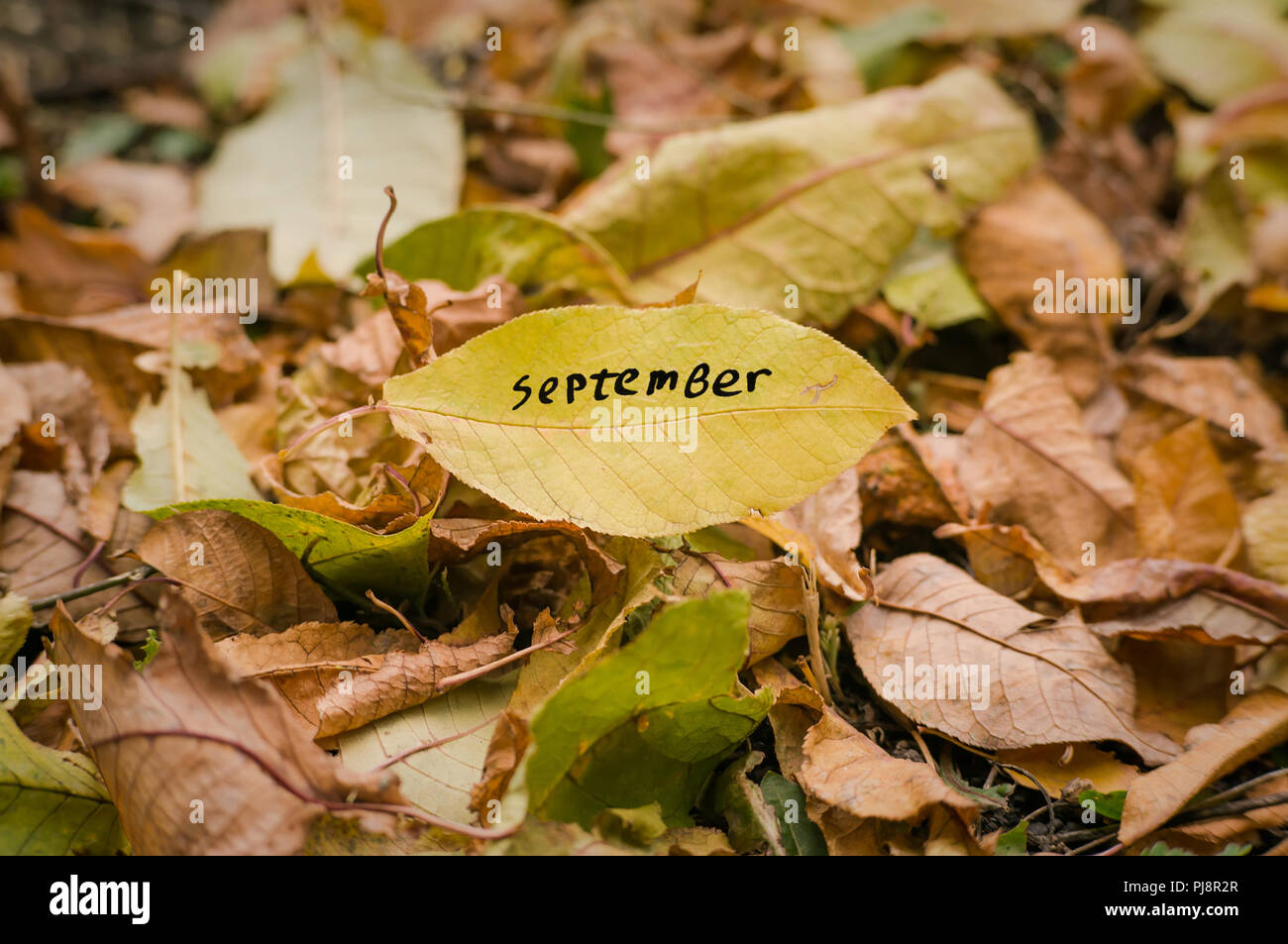 Gelb Herbst Blatt mit dem Wort September in grünen und gelben Blätter vom Baum gefallen. Getrocknete Blätter auf dem Boden. Herbst Konzept. Stockfoto