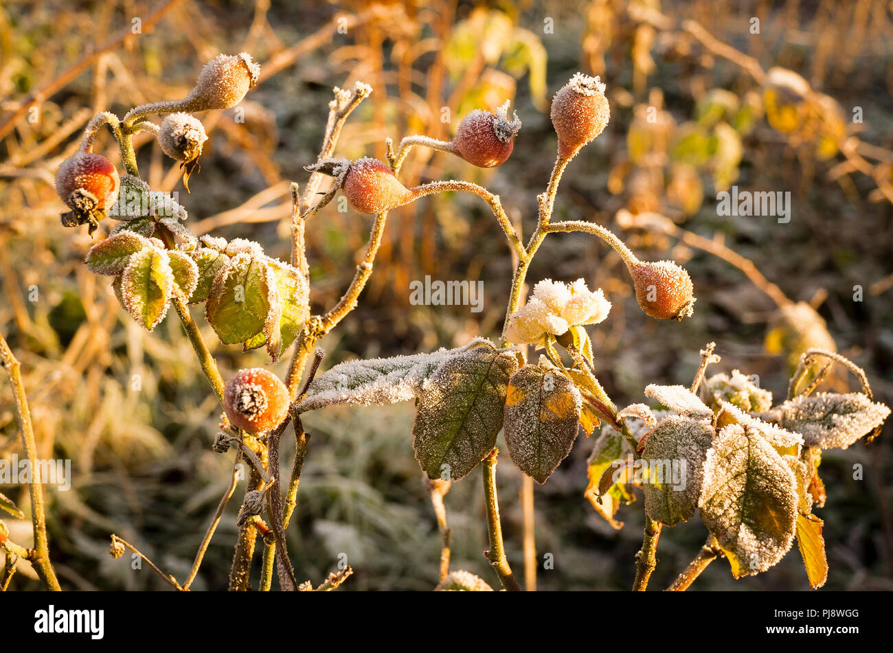 Die Sonne steigt Hinzufügen mellow Licht zu einem rosenbusch mit roten seedheads frosted Übernachtung in Großbritannien Stockfoto