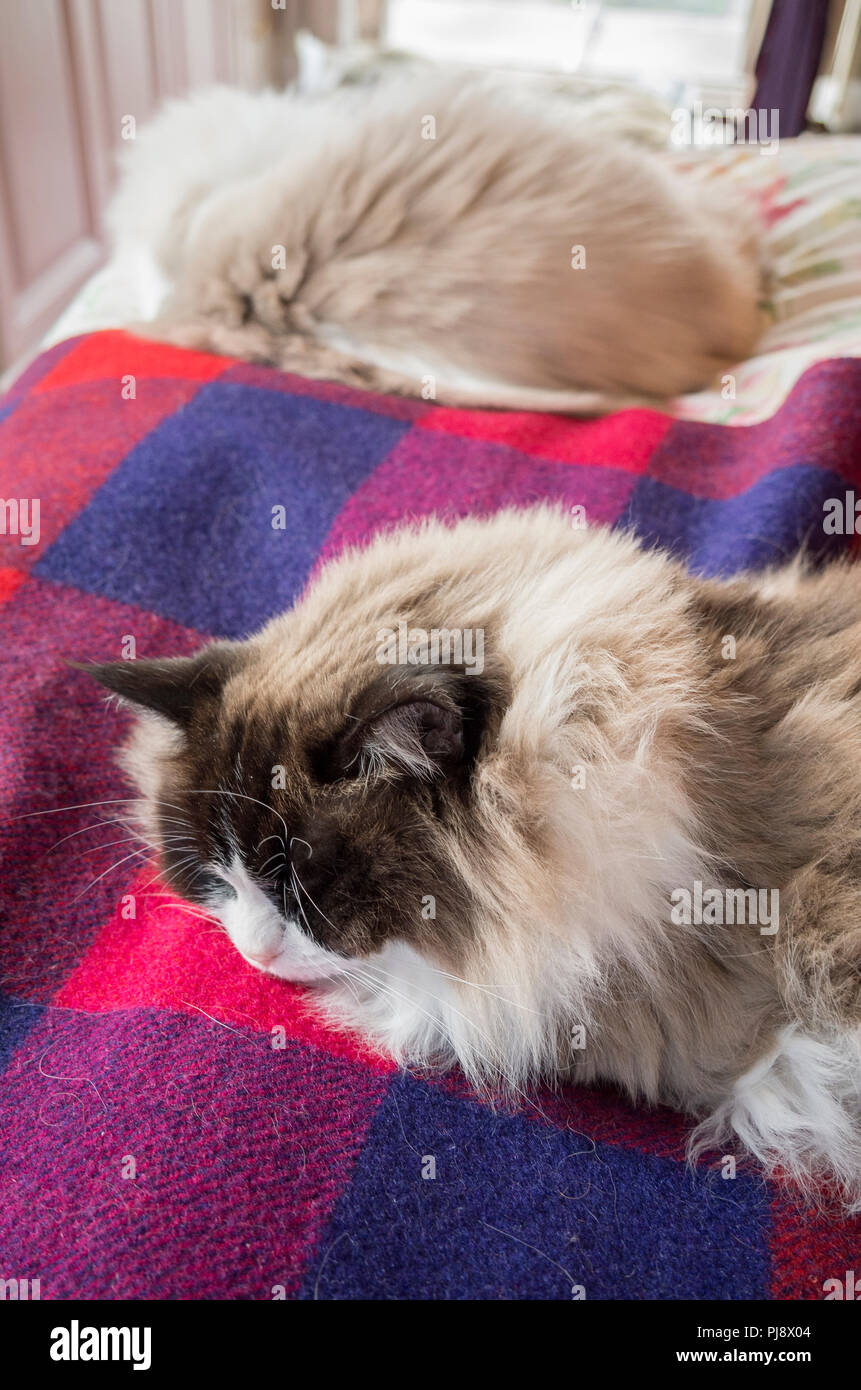 Zwei Ragdoll Katzen genießen Sie den Komfort eines großen Bett in Großbritannien Stockfoto