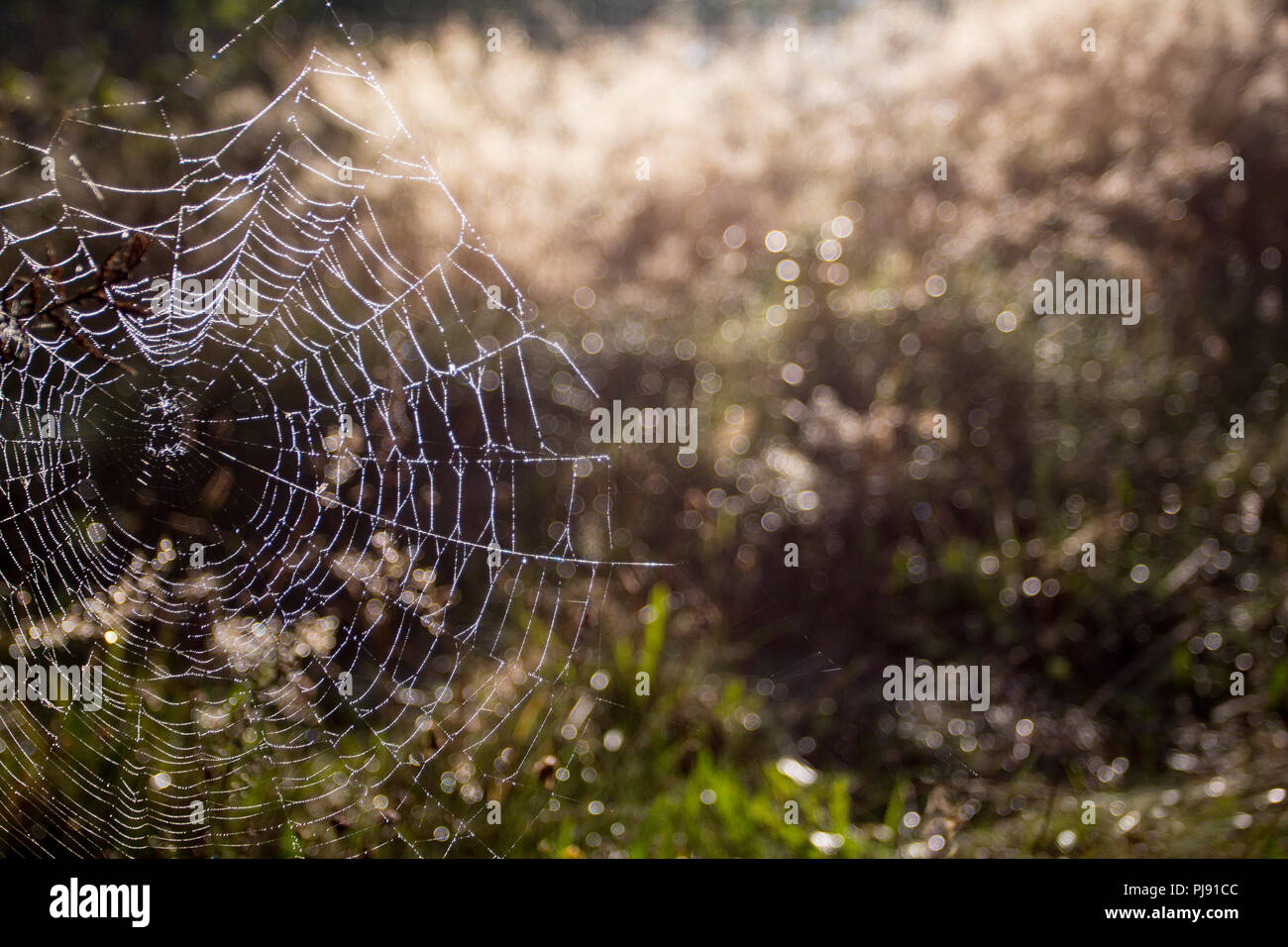 Spinnennetz im Licht im Herbst Stockfoto