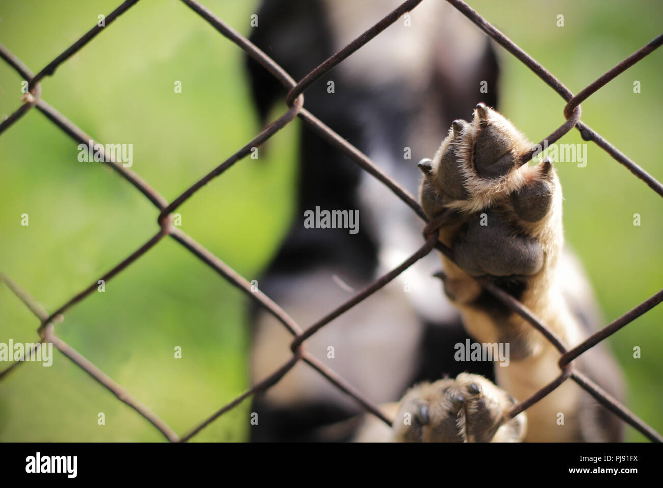 Obdachlosen Hund hinter Gittern. Tierheim. Animal Sanctuary. Stockfoto