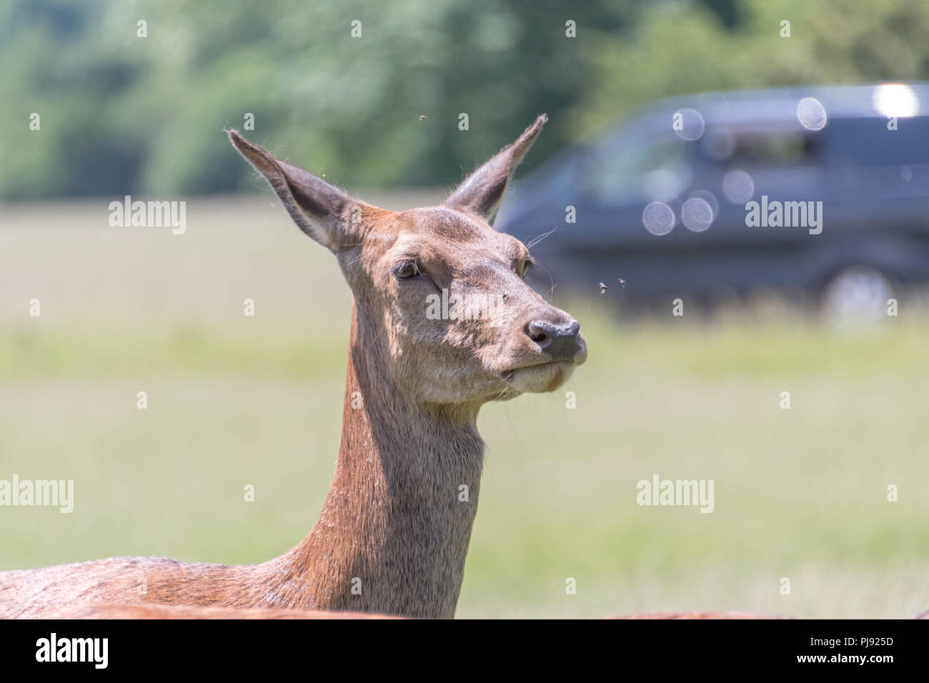 Reh im Richmond Park Stockfoto