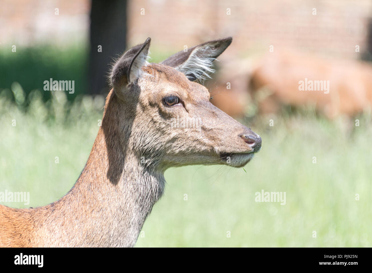 Reh im Richmond Park Stockfoto