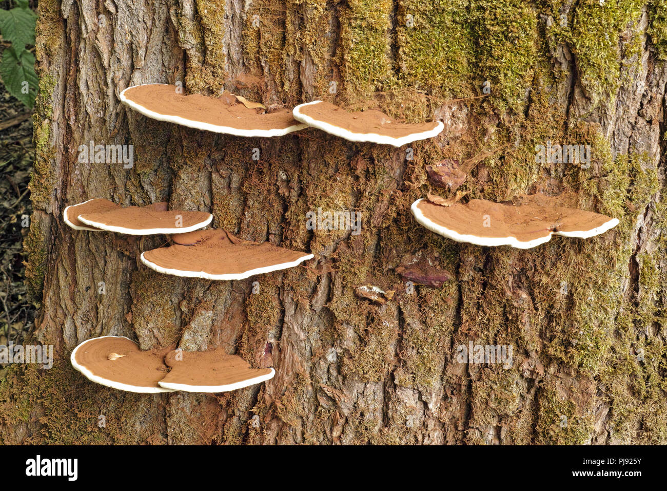 Die Pilze artist Halterung, Ganoderma Applanatum, auf einer Pappel stamm gewachsen Stockfoto