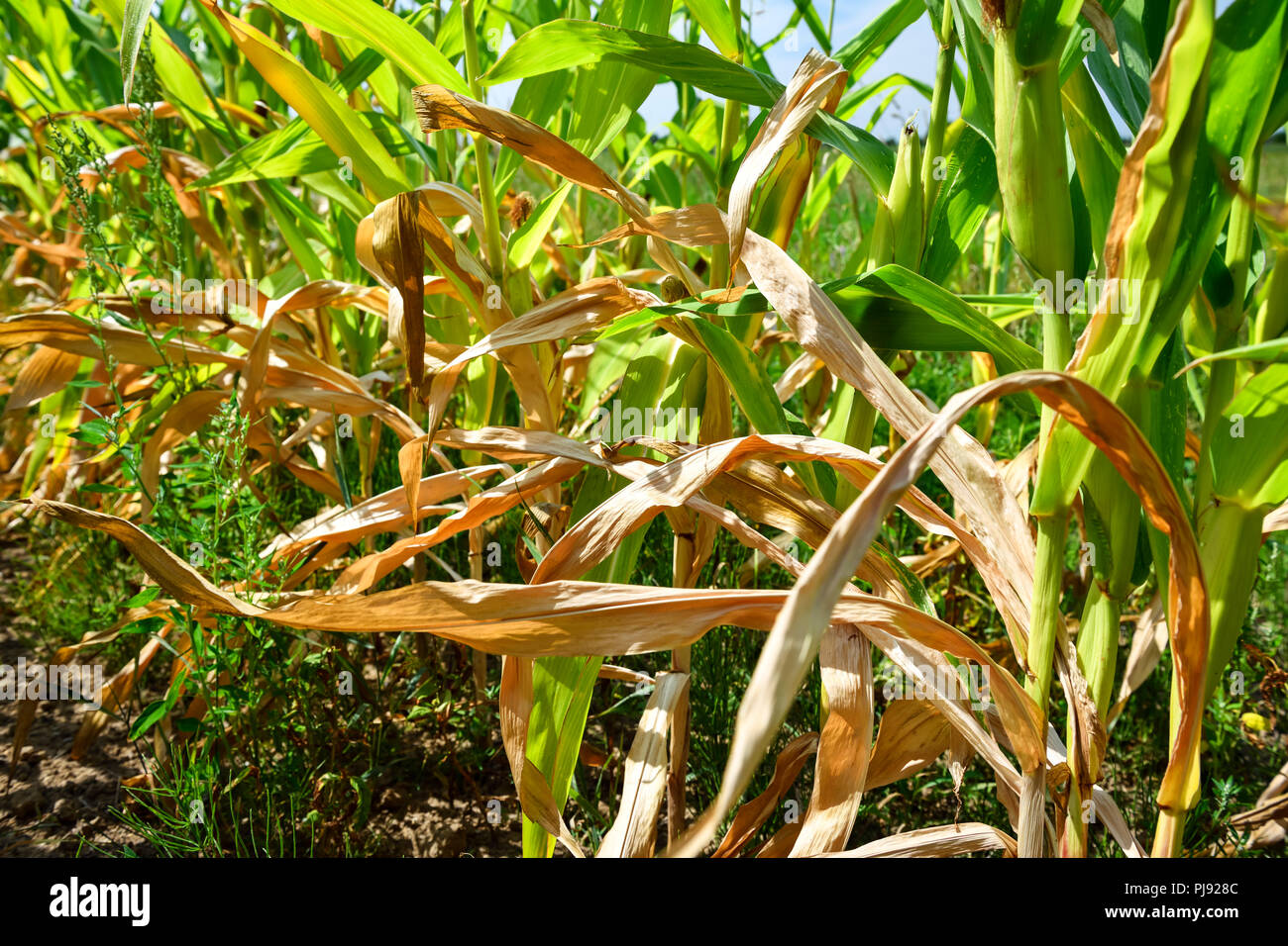 Getrocknete Blätter von Mais auf einem Feld in Hamburg, symbolische Foto Sommer Trockenheit und Erntegut Schäden, vertrocknete Blätter von Maispflanzen in einem Fe Stockfoto