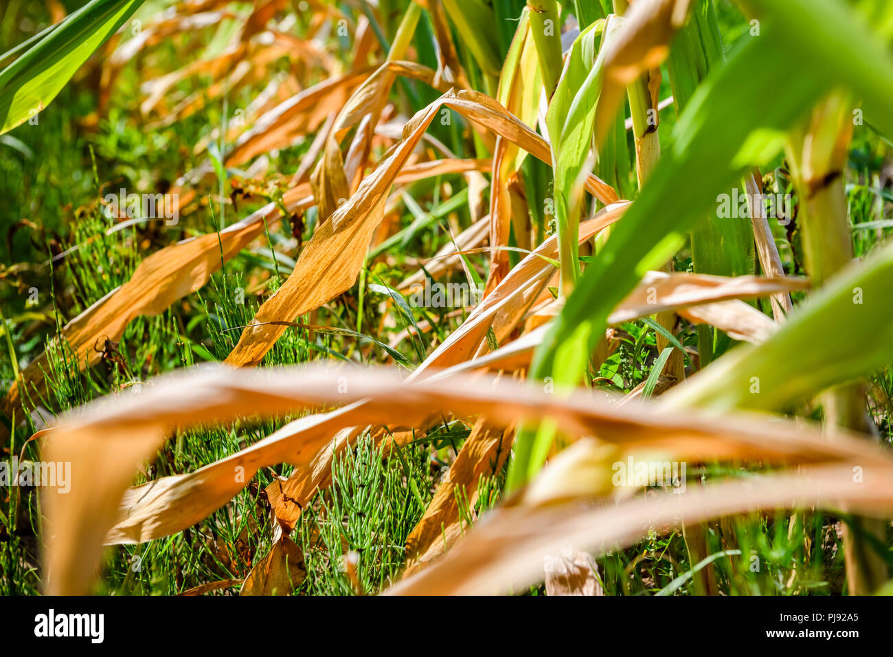 Getrocknete Blätter von Mais auf einem Feld in Hamburg, symbolische Foto Sommer Trockenheit und Erntegut Schäden, vertrocknete Blätter von Maispflanzen in einem Fe Stockfoto