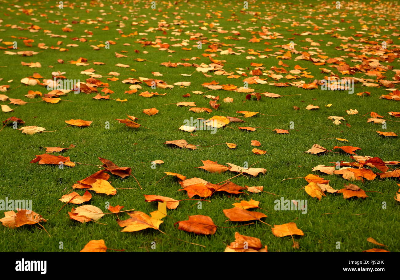Bunte (Bunte) autmnal (Herbst) Blätter liegen auf grünem Gras. Stockfoto