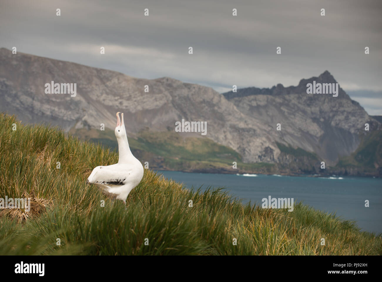 Ein männlicher Wanderalbatross (Diomedia exulans) Himmel zeigen (Anzeigen) auf Bird Island, South Georgia, Antarktis Stockfoto