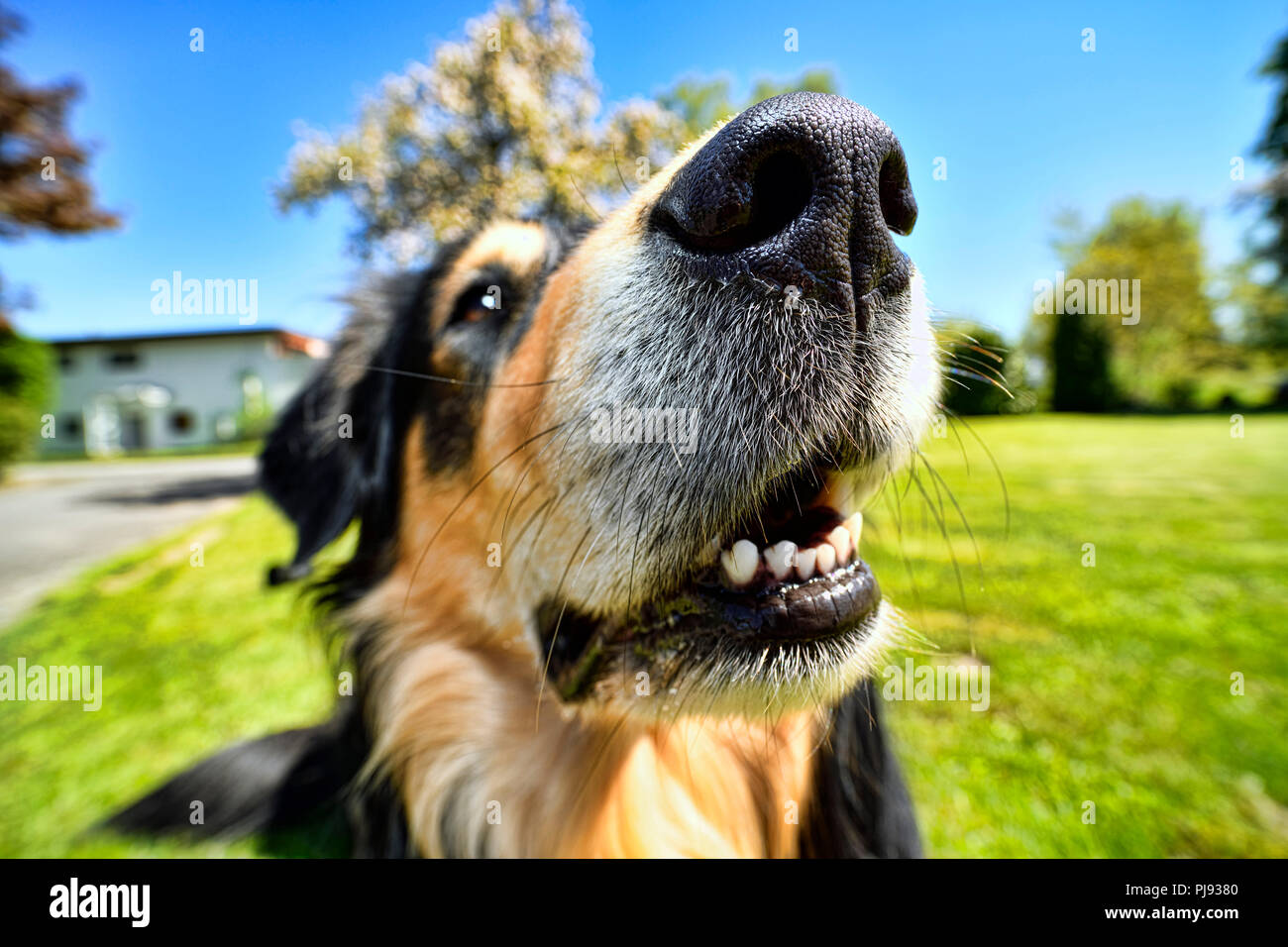 Hund Nase eines American-Collie - Retriever-Mischlings, Hundenase des American-Collie - Retriever-Mischlings Stockfoto