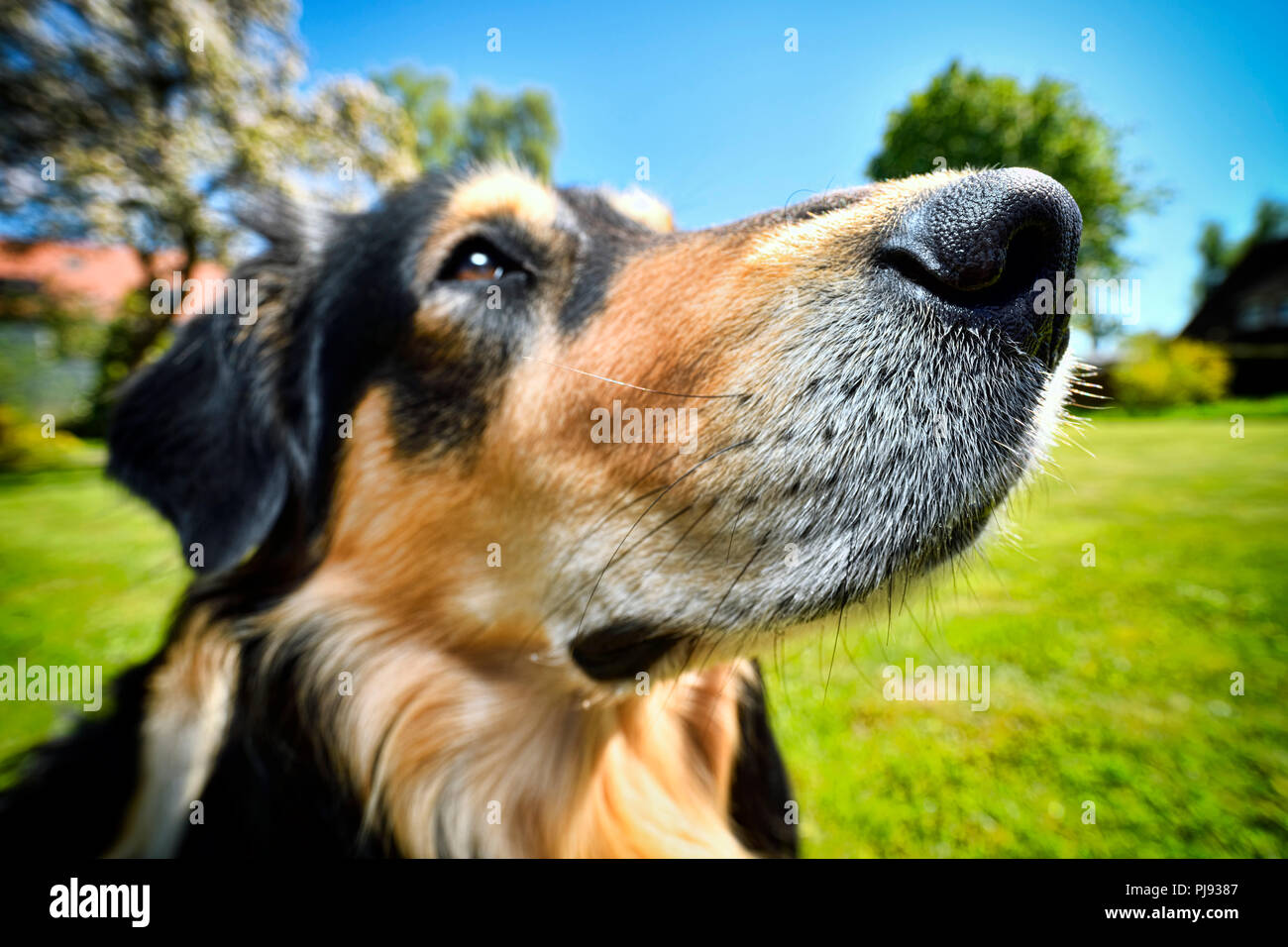 Hund, American-Collie - Retriever-Mischling, Hund Stockfoto