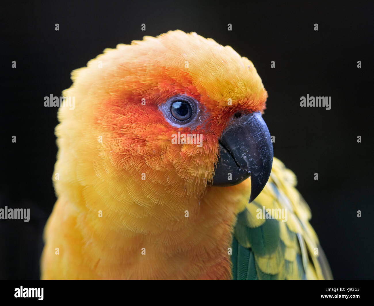 Sun sittiche Aratinga solstitialis oder Sun Sittich captive Portrait Stockfoto